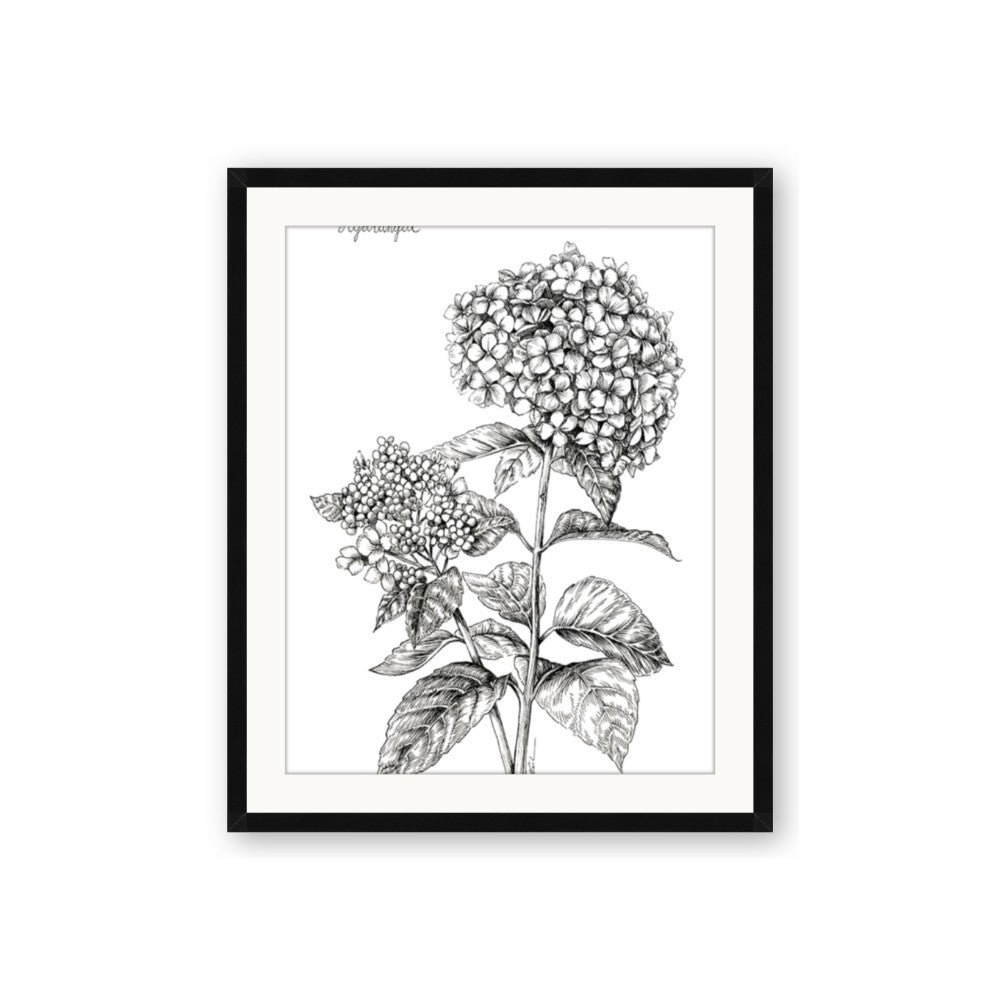 Hydrangea Sketch