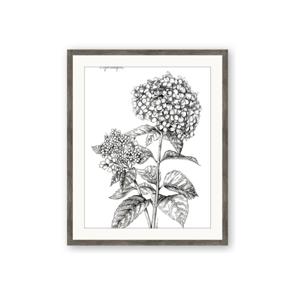 Hydrangea Sketch
