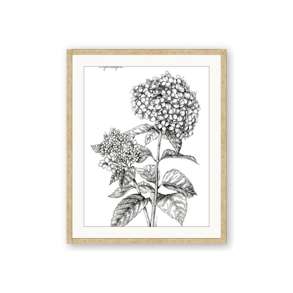 Hydrangea Sketch