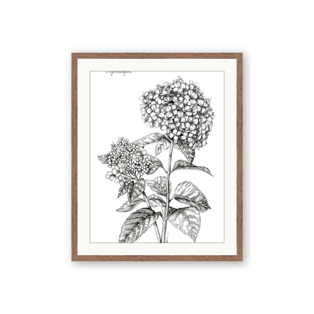 Hydrangea Sketch