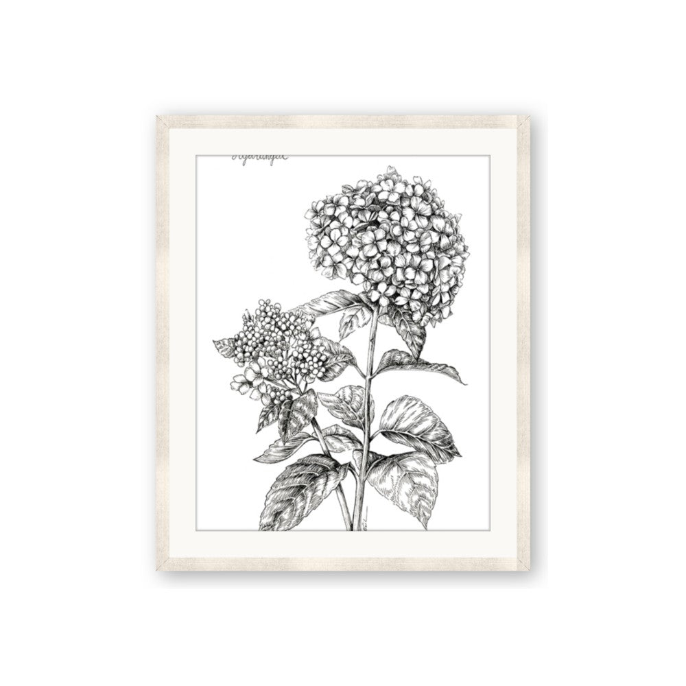 Hydrangea Sketch