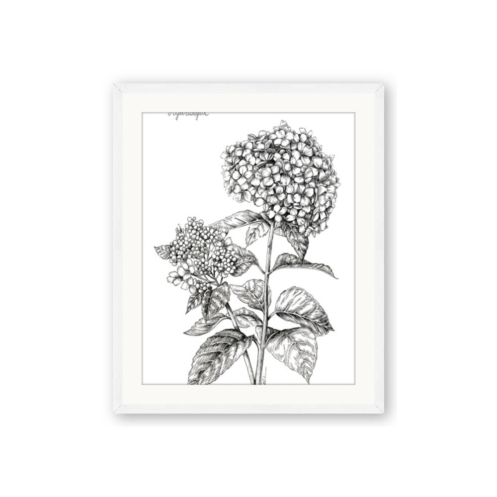 Hydrangea Sketch