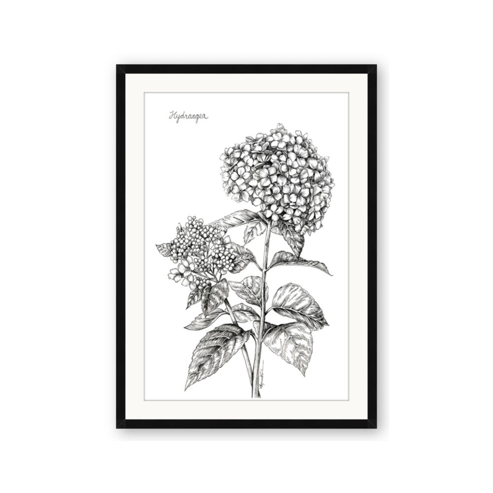 Hydrangea Sketch