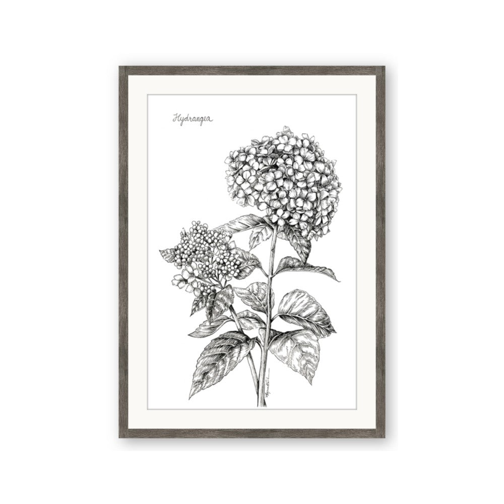 Hydrangea Sketch