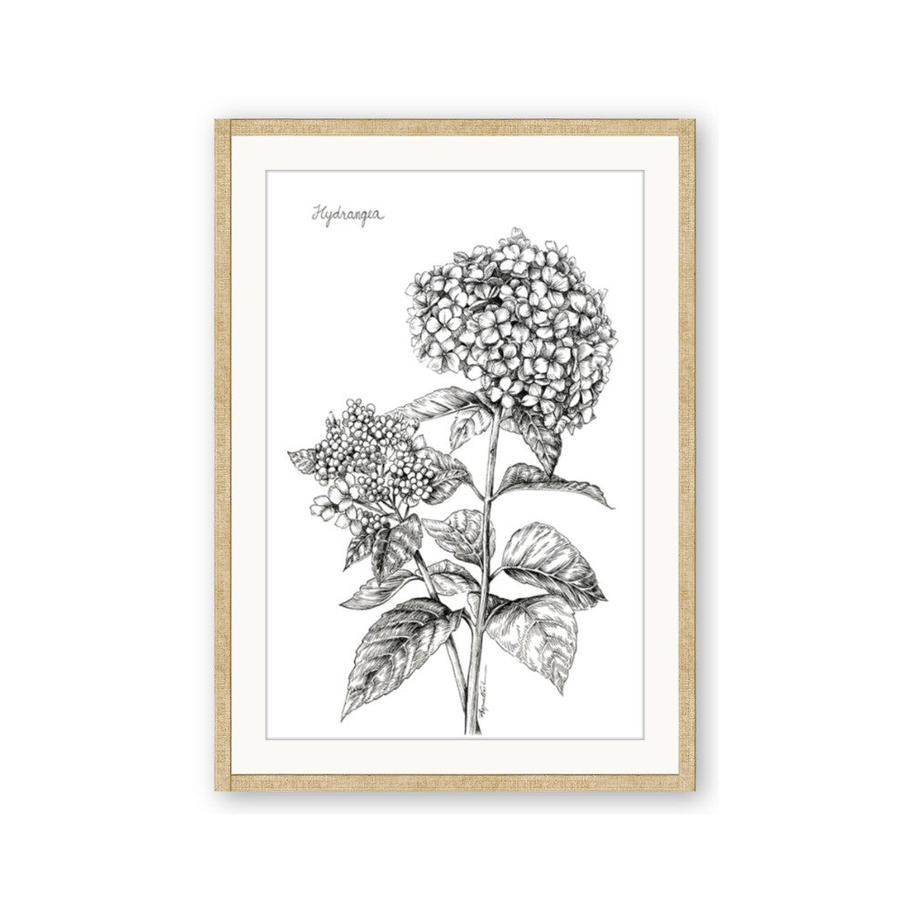 Hydrangea Sketch