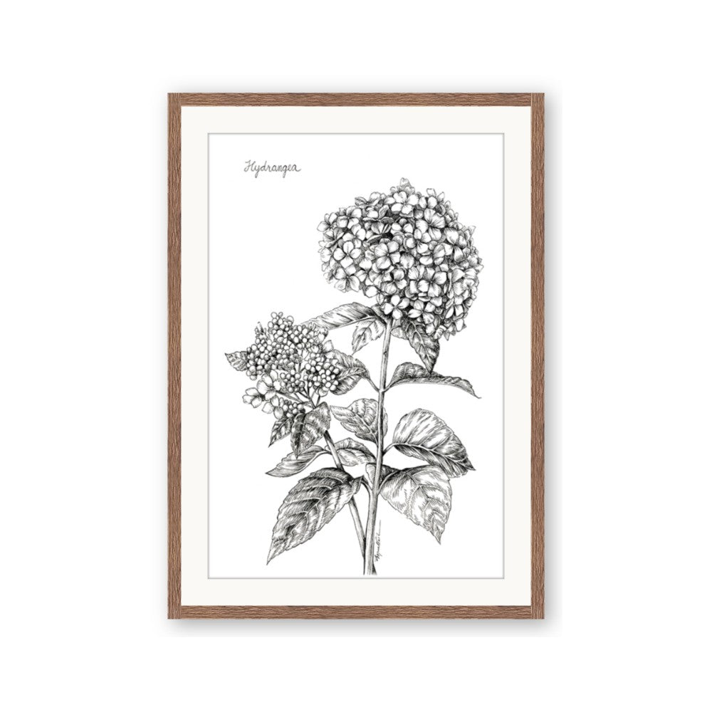 Hydrangea Sketch
