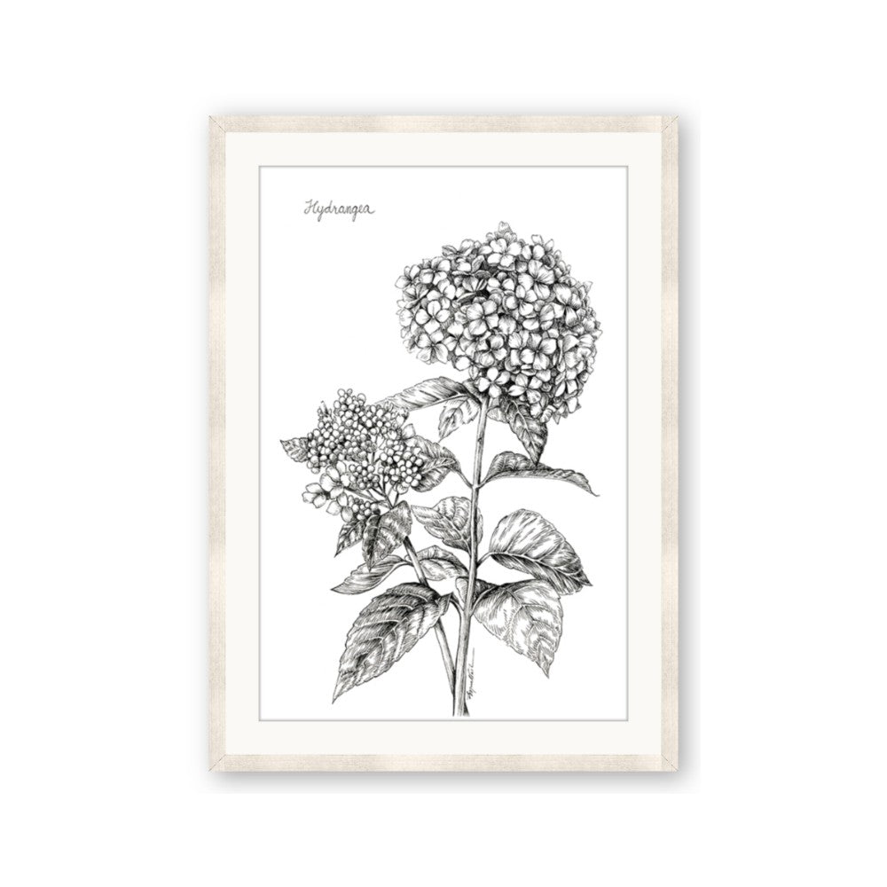 Hydrangea Sketch