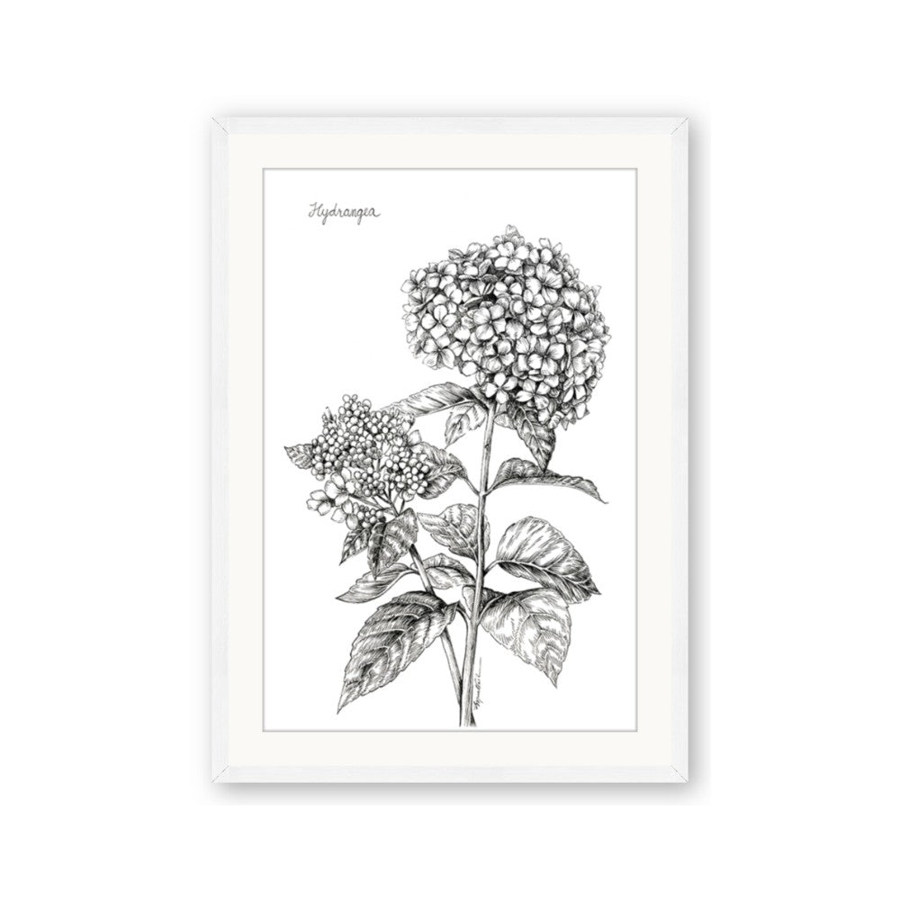 Hydrangea Sketch
