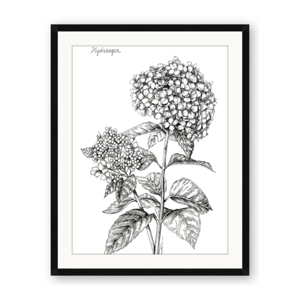 Hydrangea Sketch