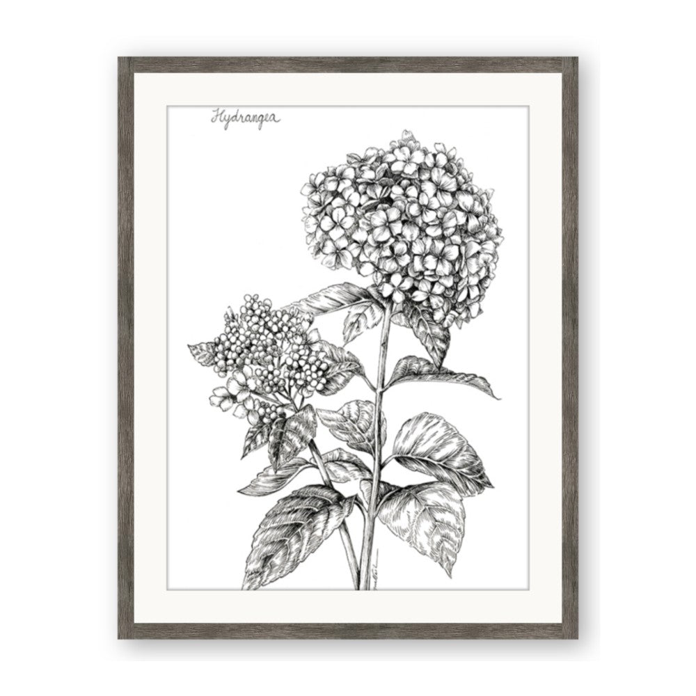 Hydrangea Sketch