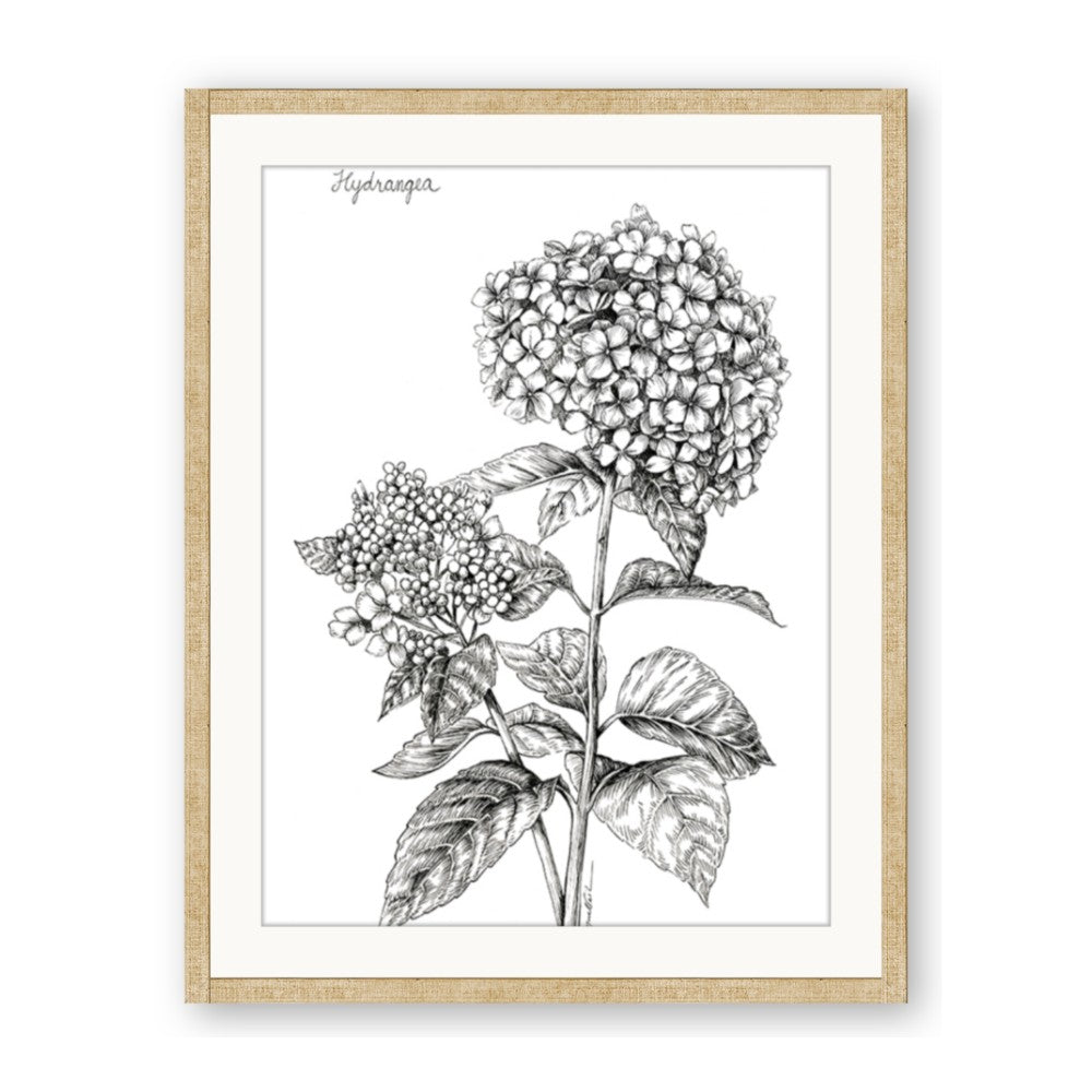 Hydrangea Sketch