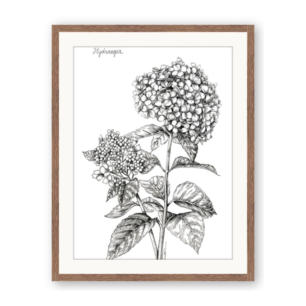 Hydrangea Sketch