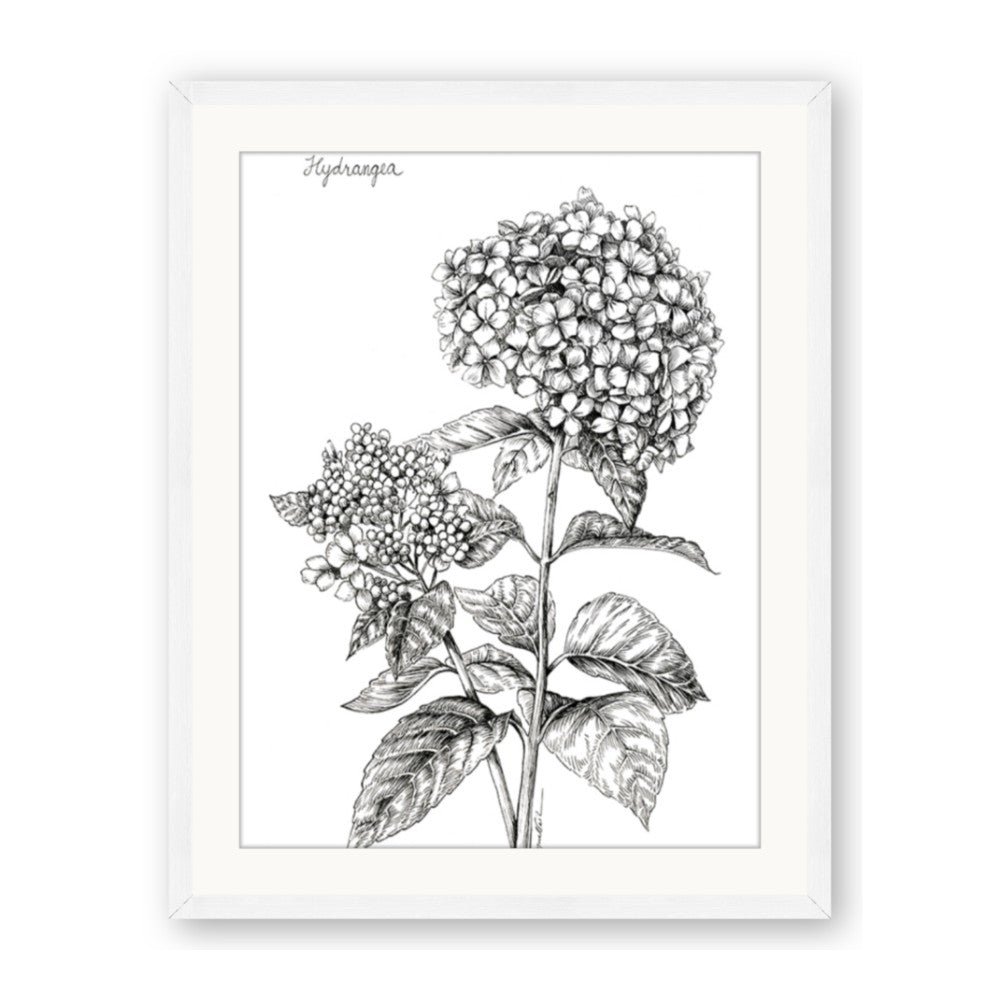 Hydrangea Sketch