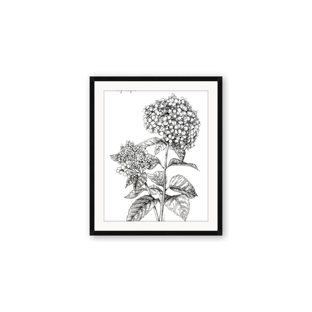 Hydrangea Sketch