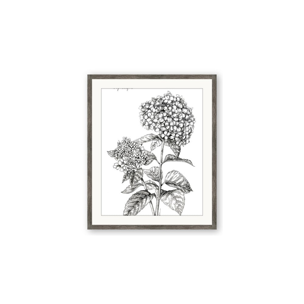 Hydrangea Sketch