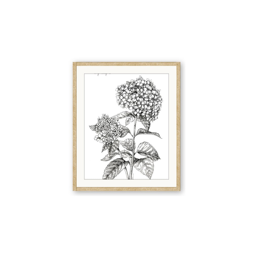 Hydrangea Sketch