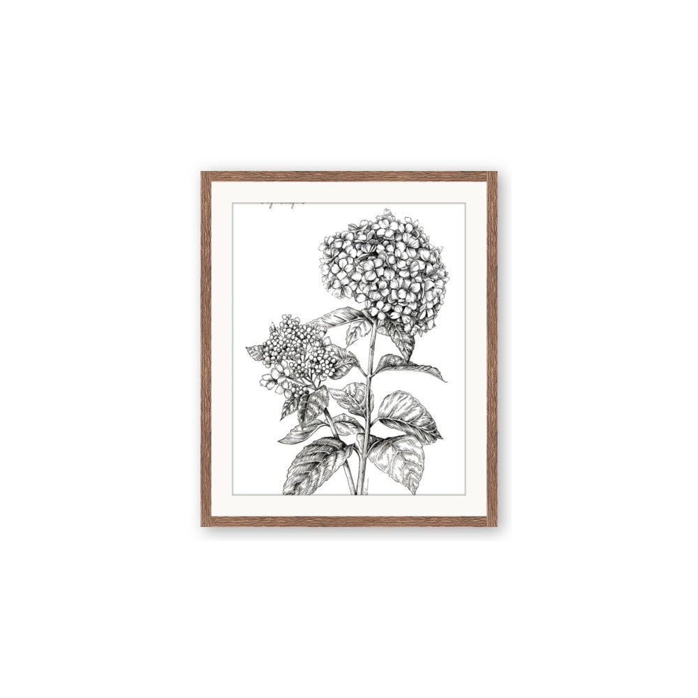 Hydrangea Sketch