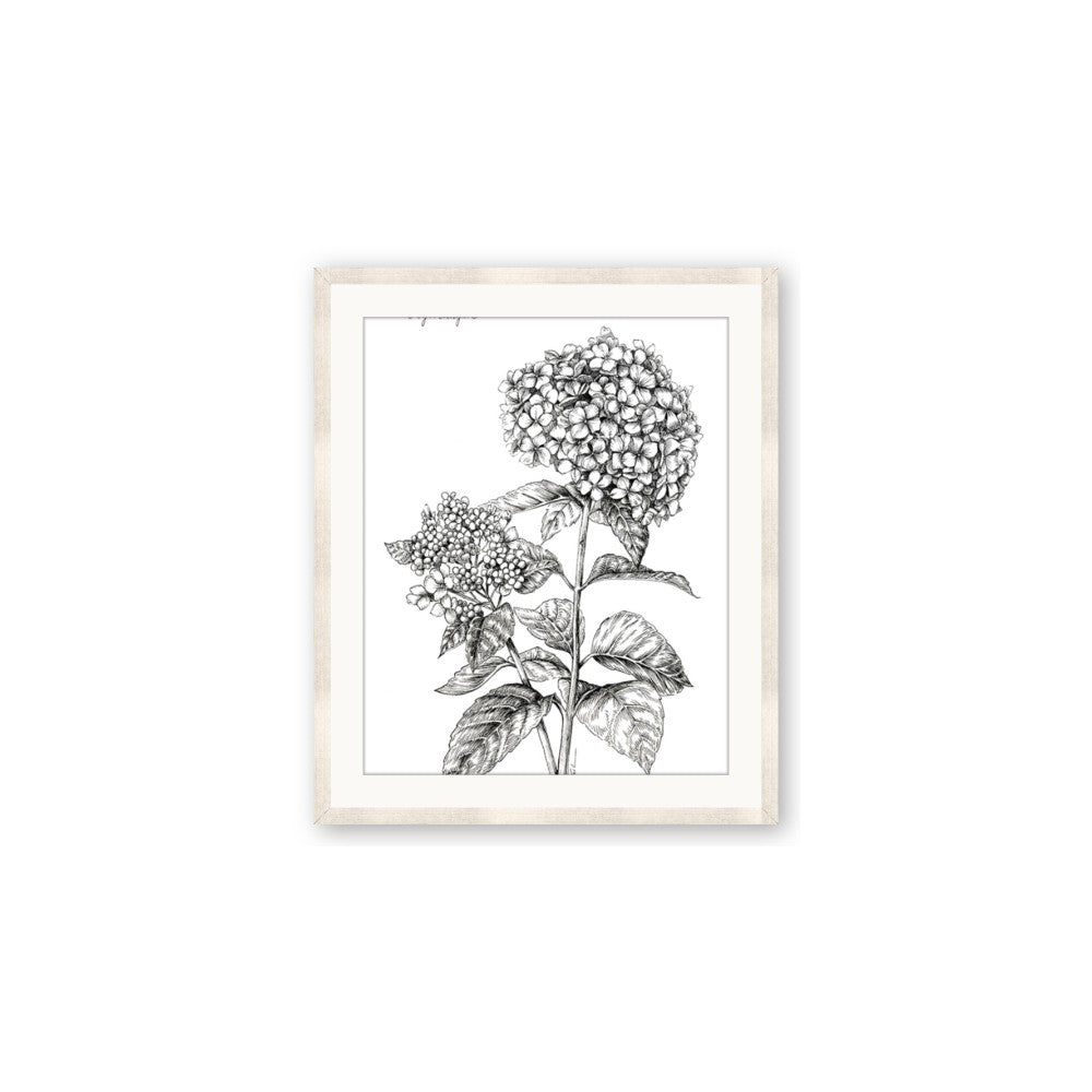 Hydrangea Sketch