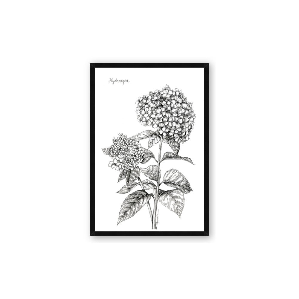 Hydrangea Sketch