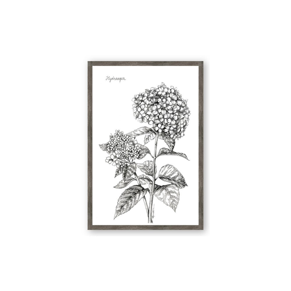 Hydrangea Sketch
