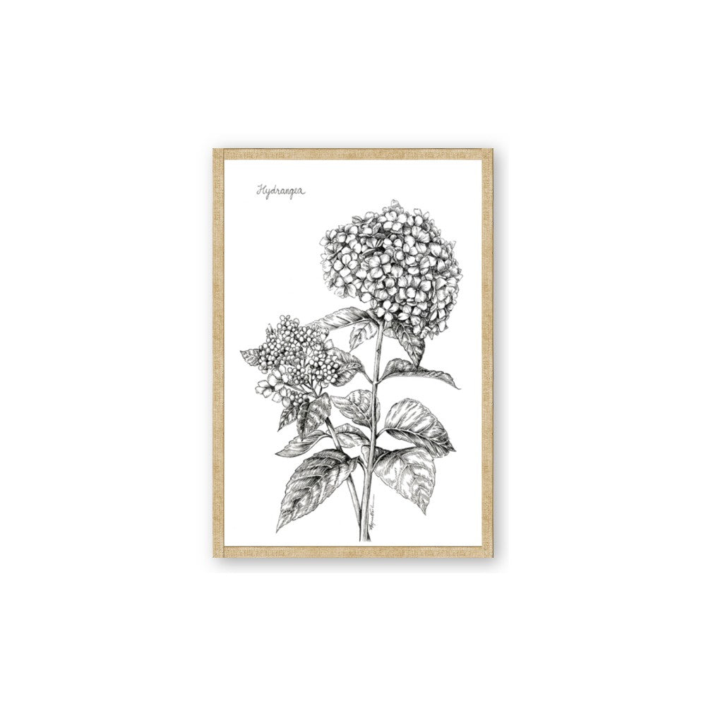 Hydrangea Sketch