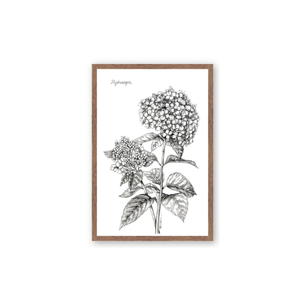 Hydrangea Sketch