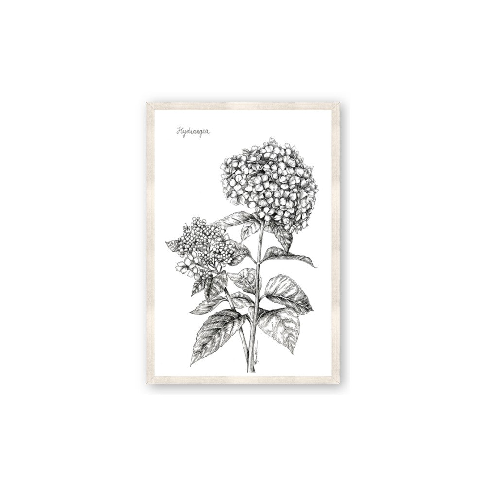 Hydrangea Sketch