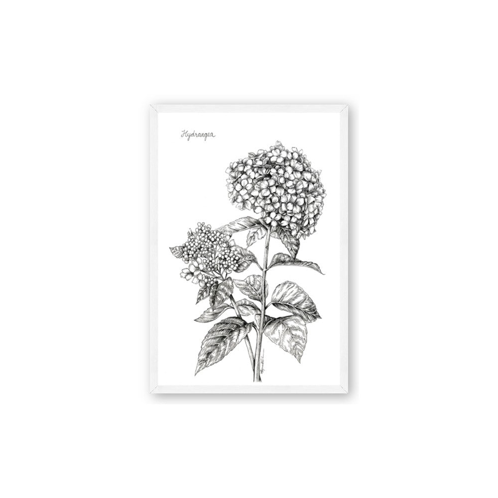 Hydrangea Sketch