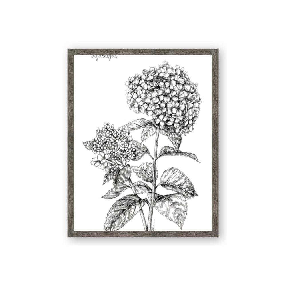 Hydrangea Sketch