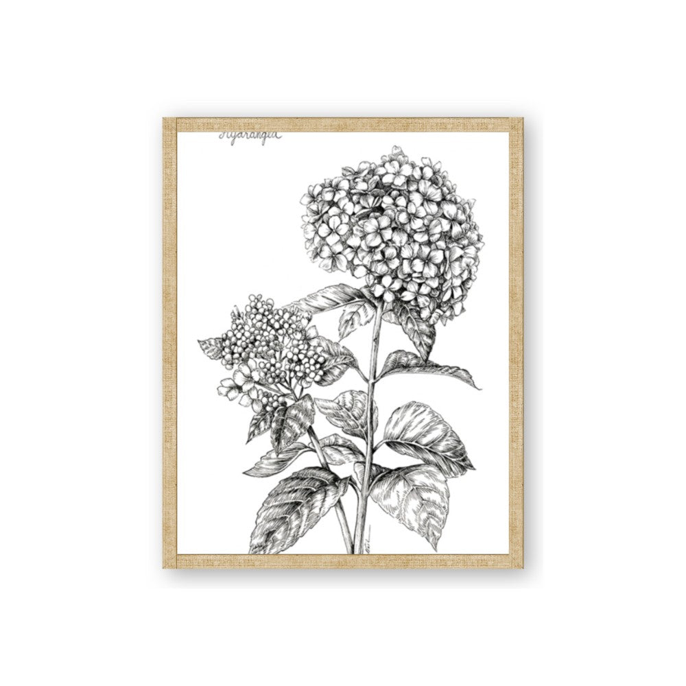 Hydrangea Sketch