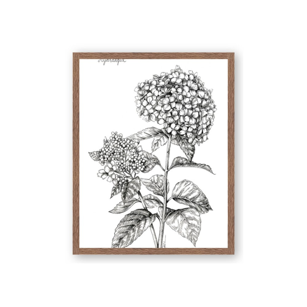 Hydrangea Sketch
