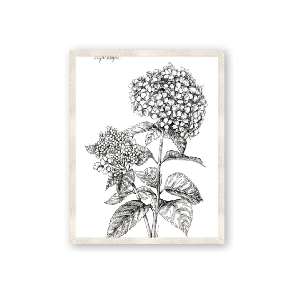 Hydrangea Sketch