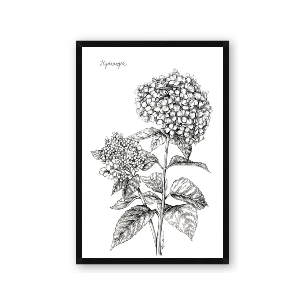 Hydrangea Sketch