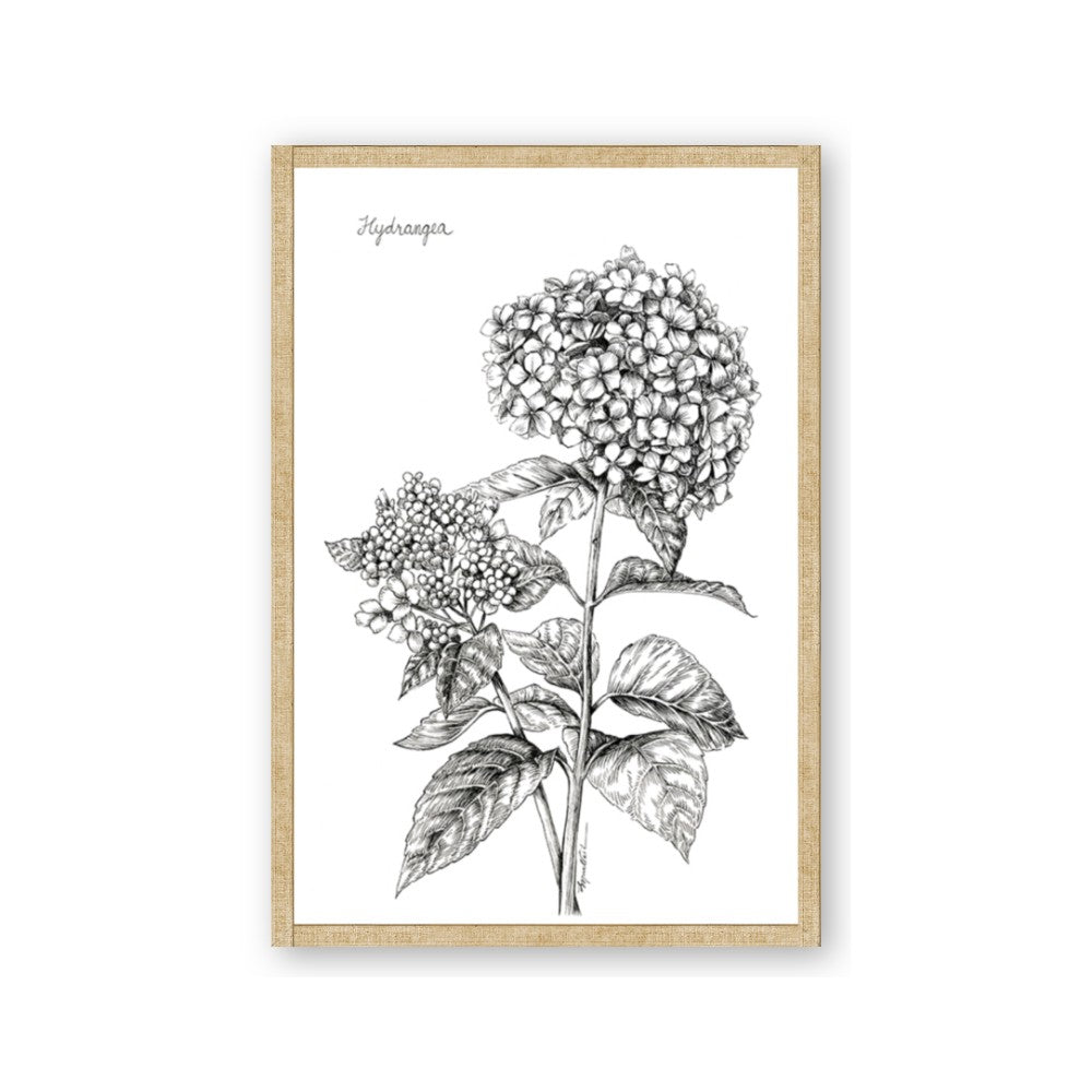 Hydrangea Sketch