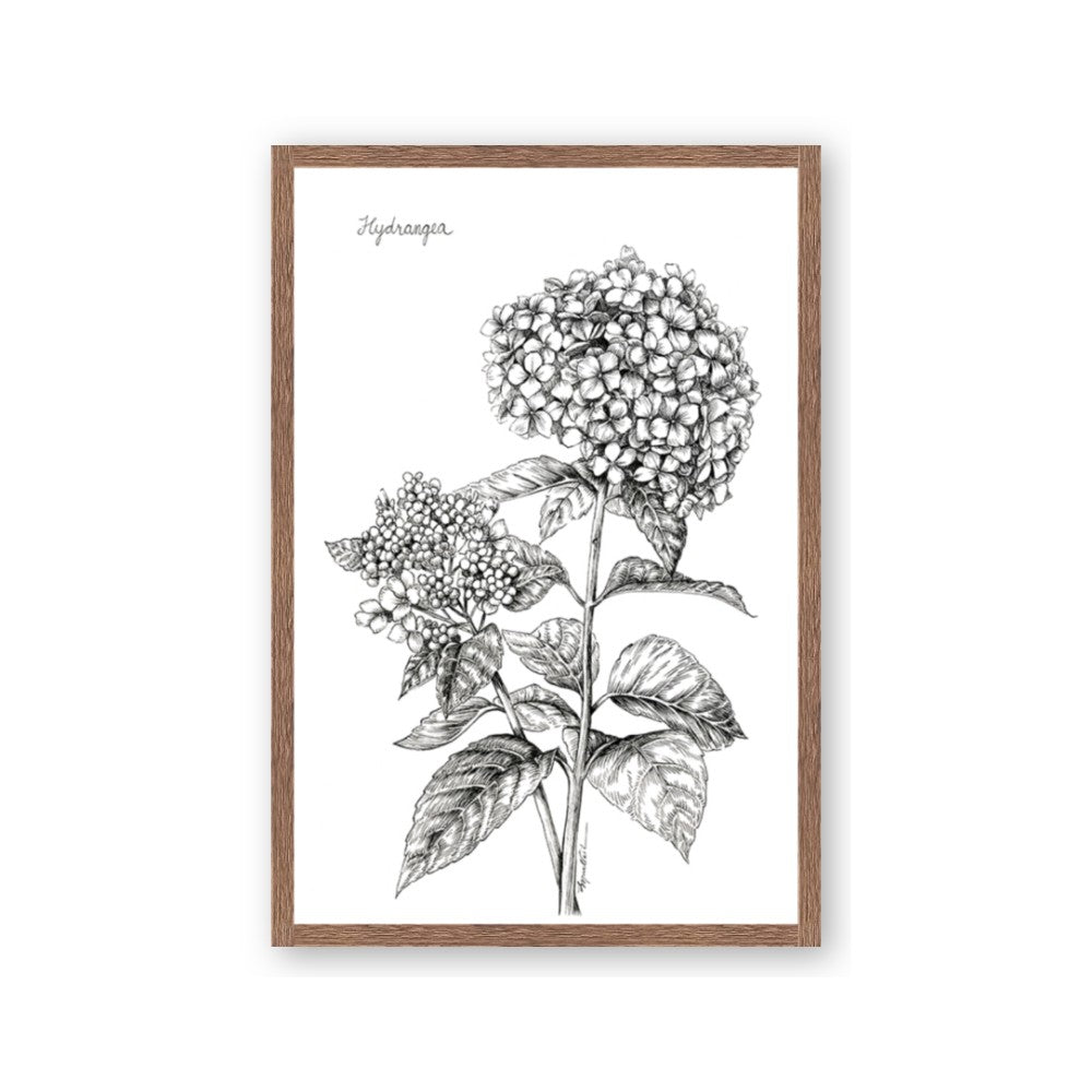 Hydrangea Sketch