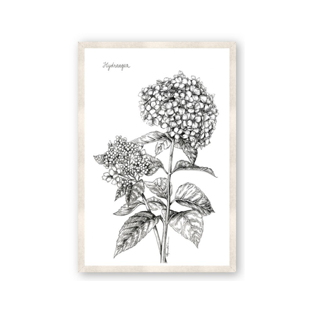 Hydrangea Sketch