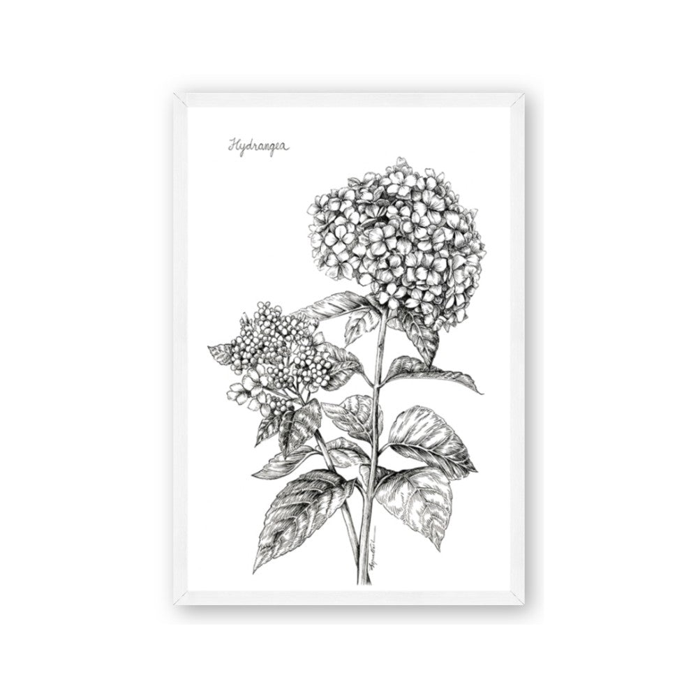 Hydrangea Sketch