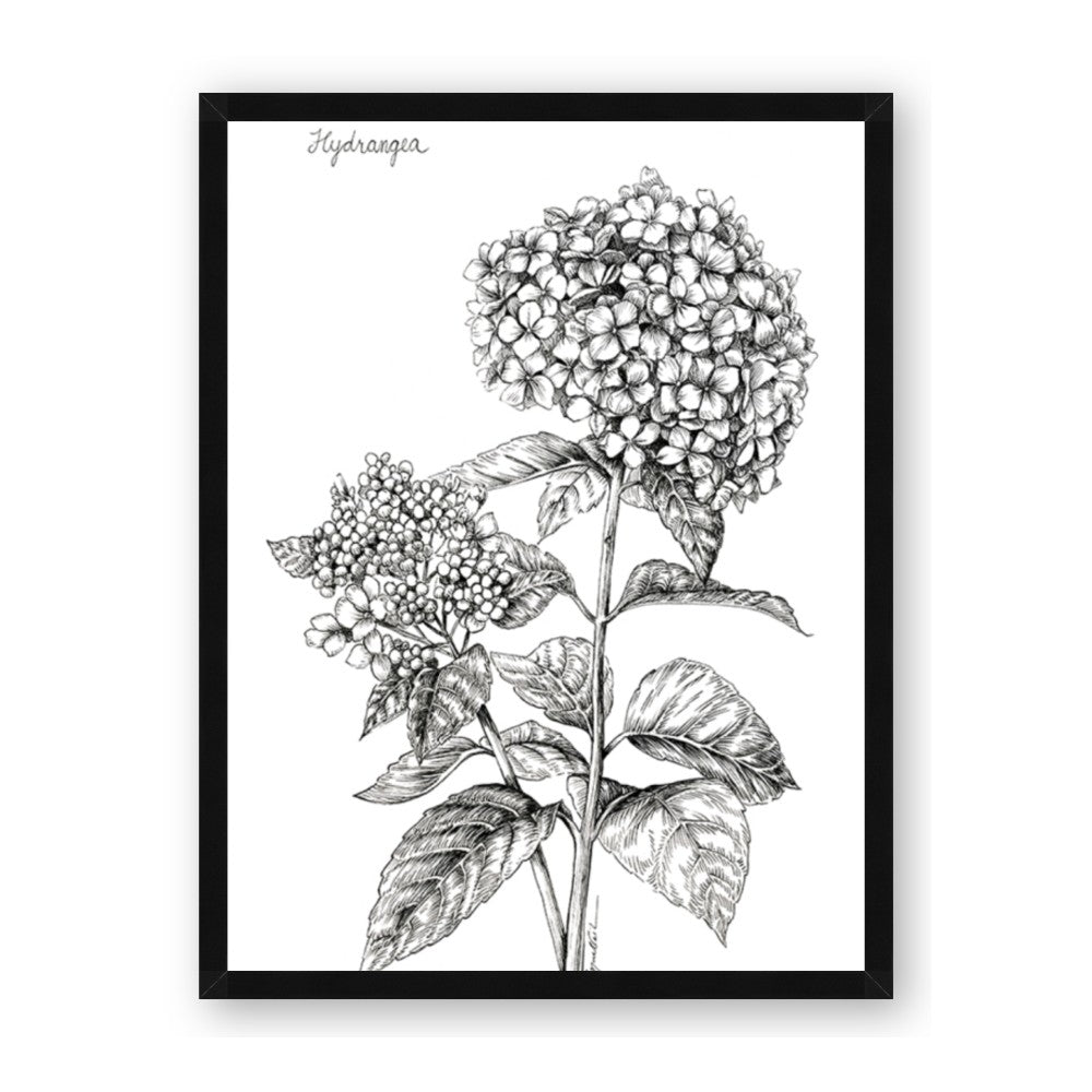 Hydrangea Sketch