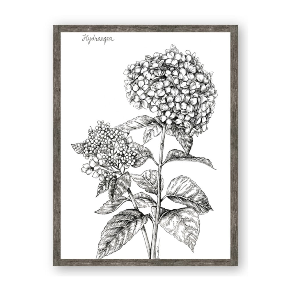Hydrangea Sketch