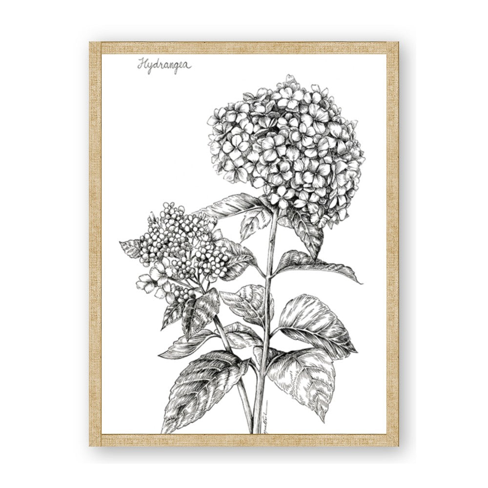 Hydrangea Sketch