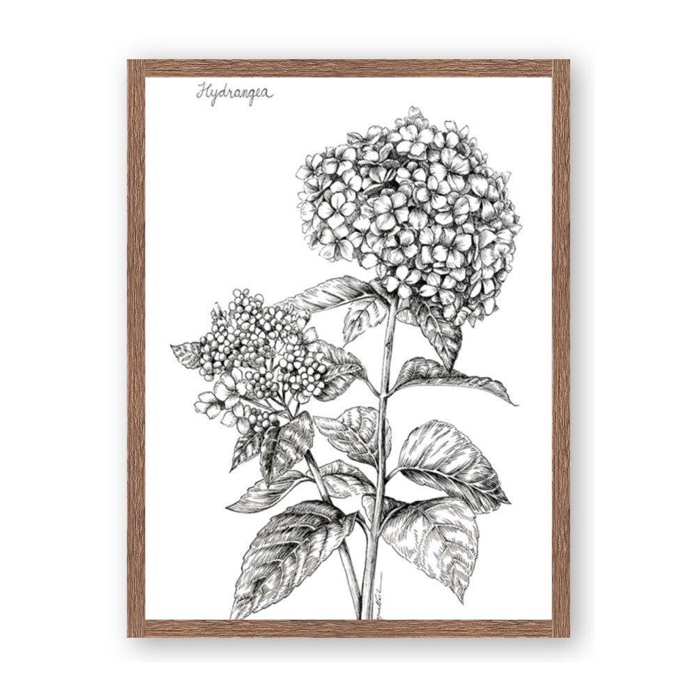 Hydrangea Sketch