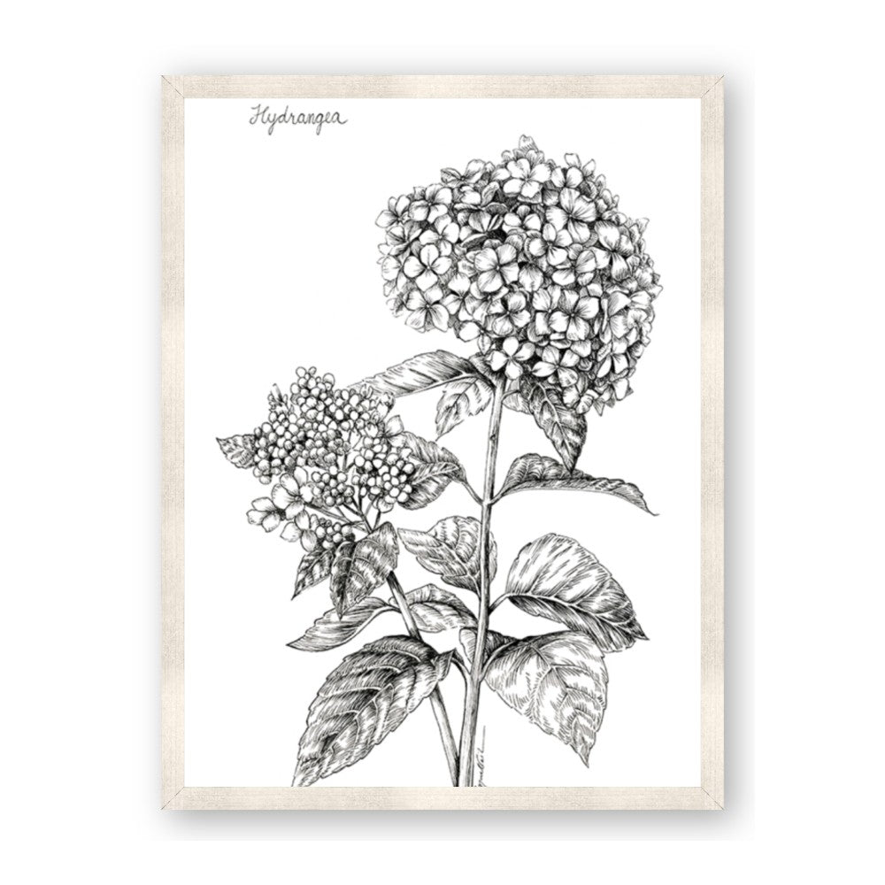 Hydrangea Sketch