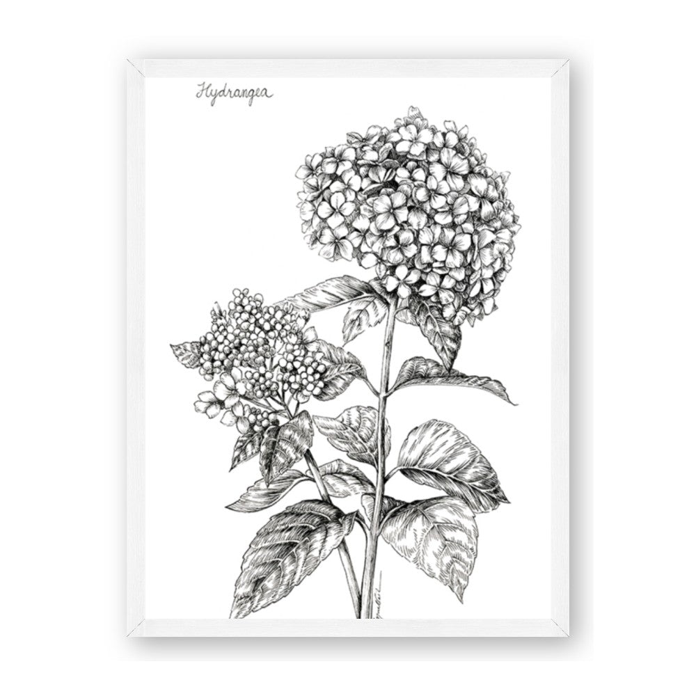 Hydrangea Sketch