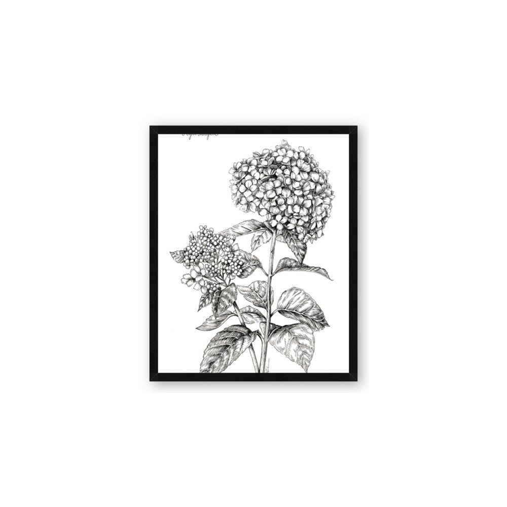 Hydrangea Sketch