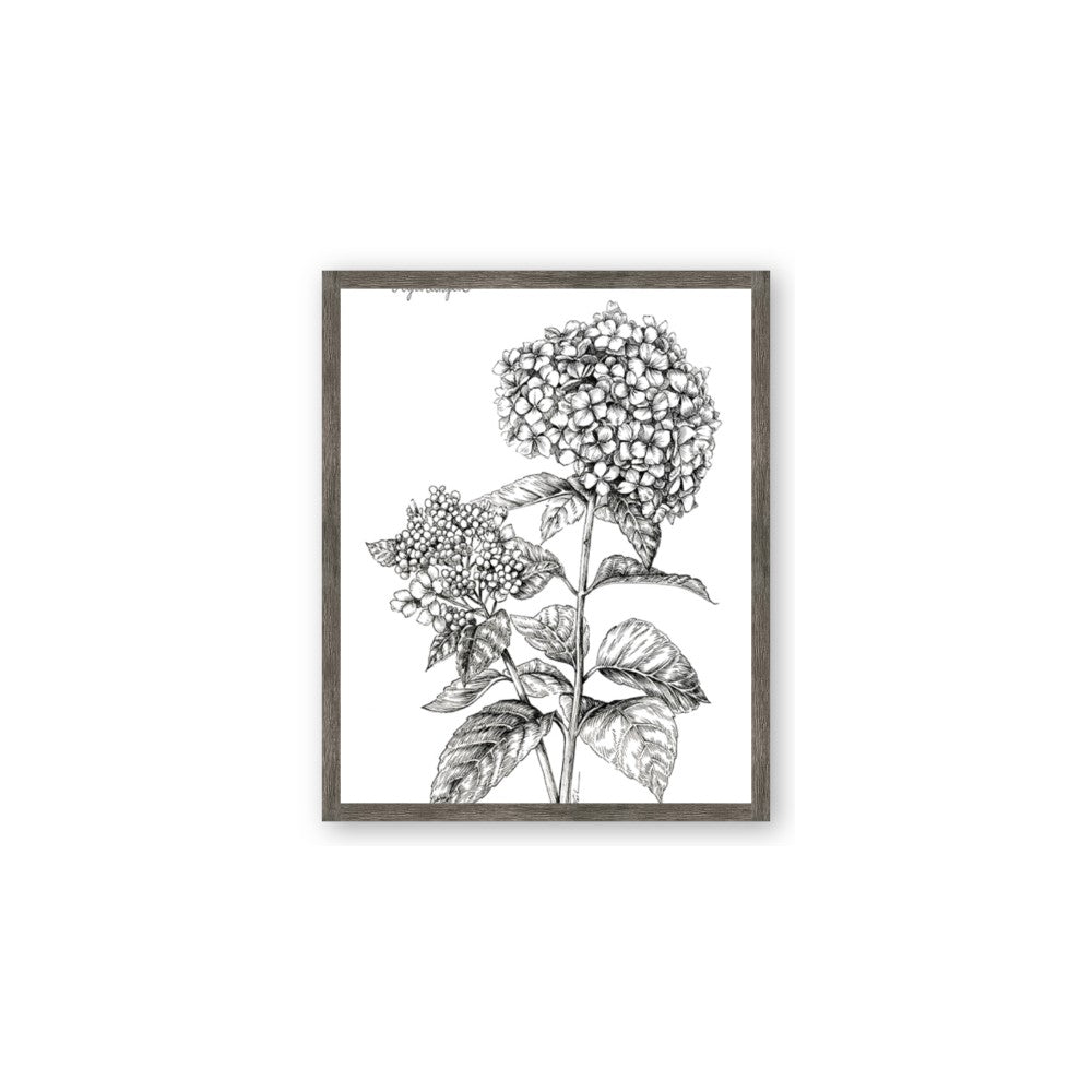 Hydrangea Sketch