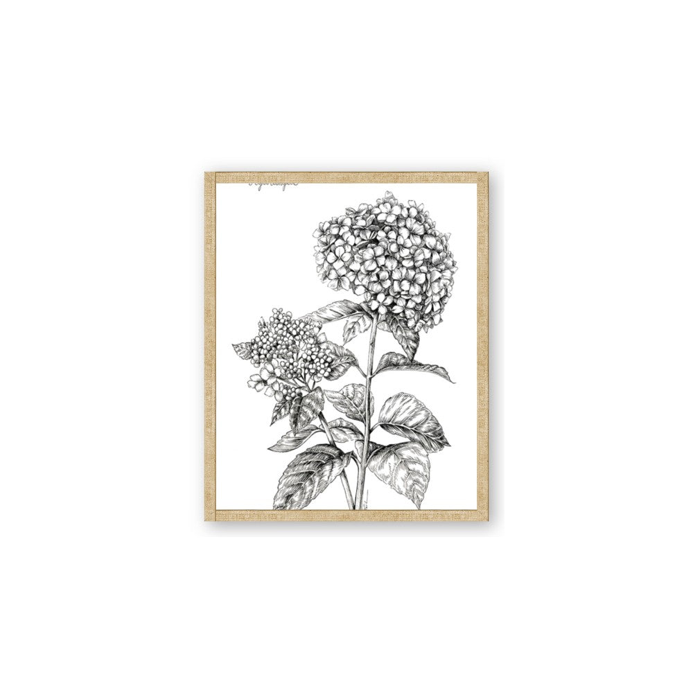 Hydrangea Sketch
