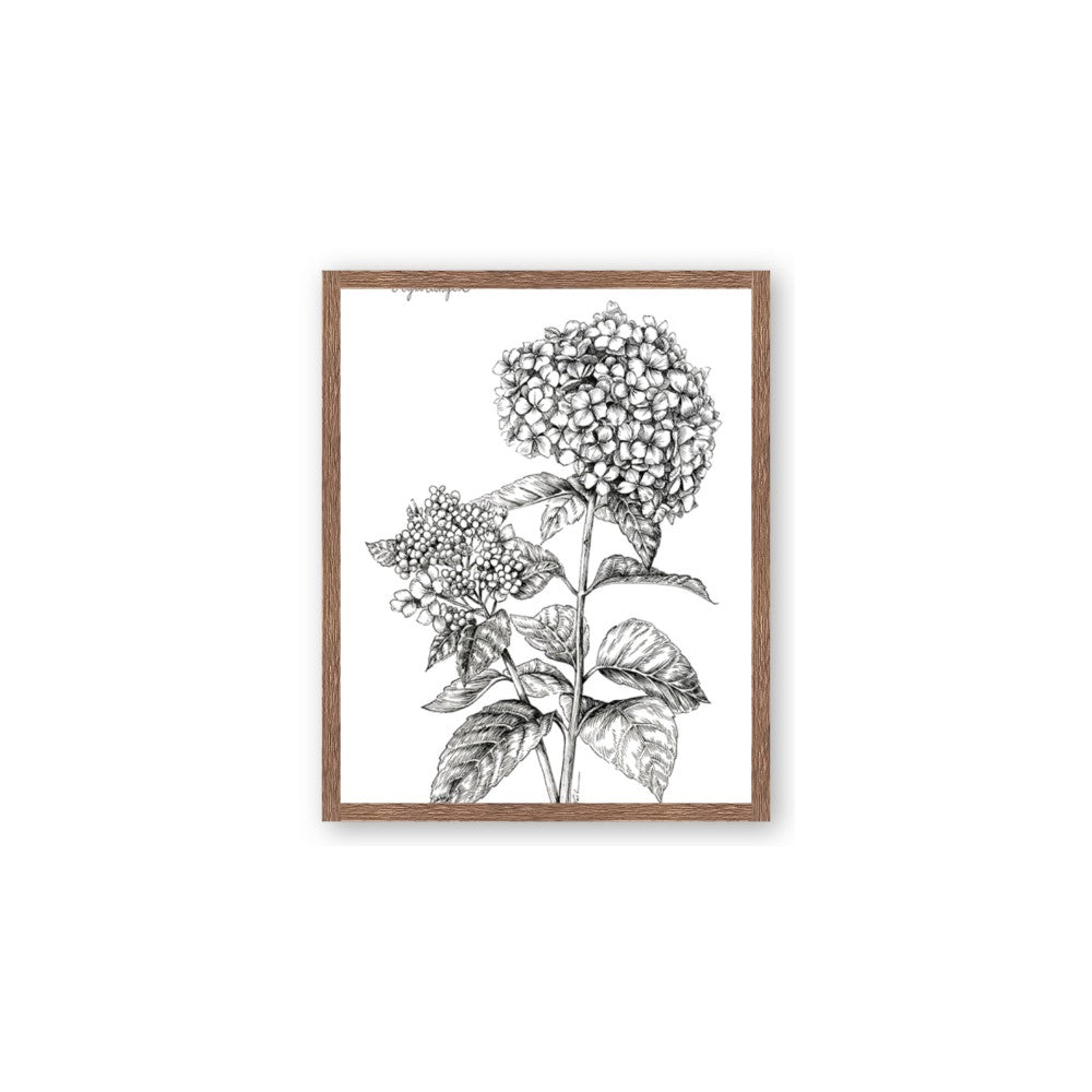 Hydrangea Sketch
