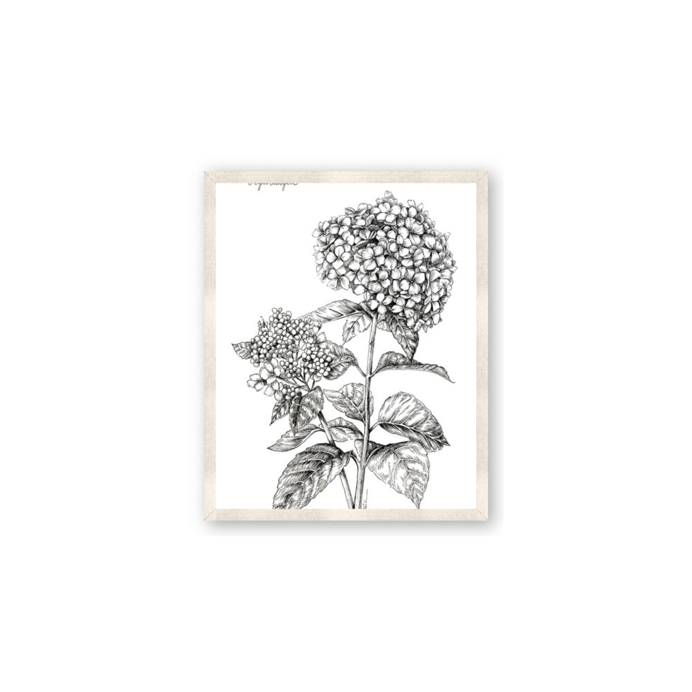 Hydrangea Sketch