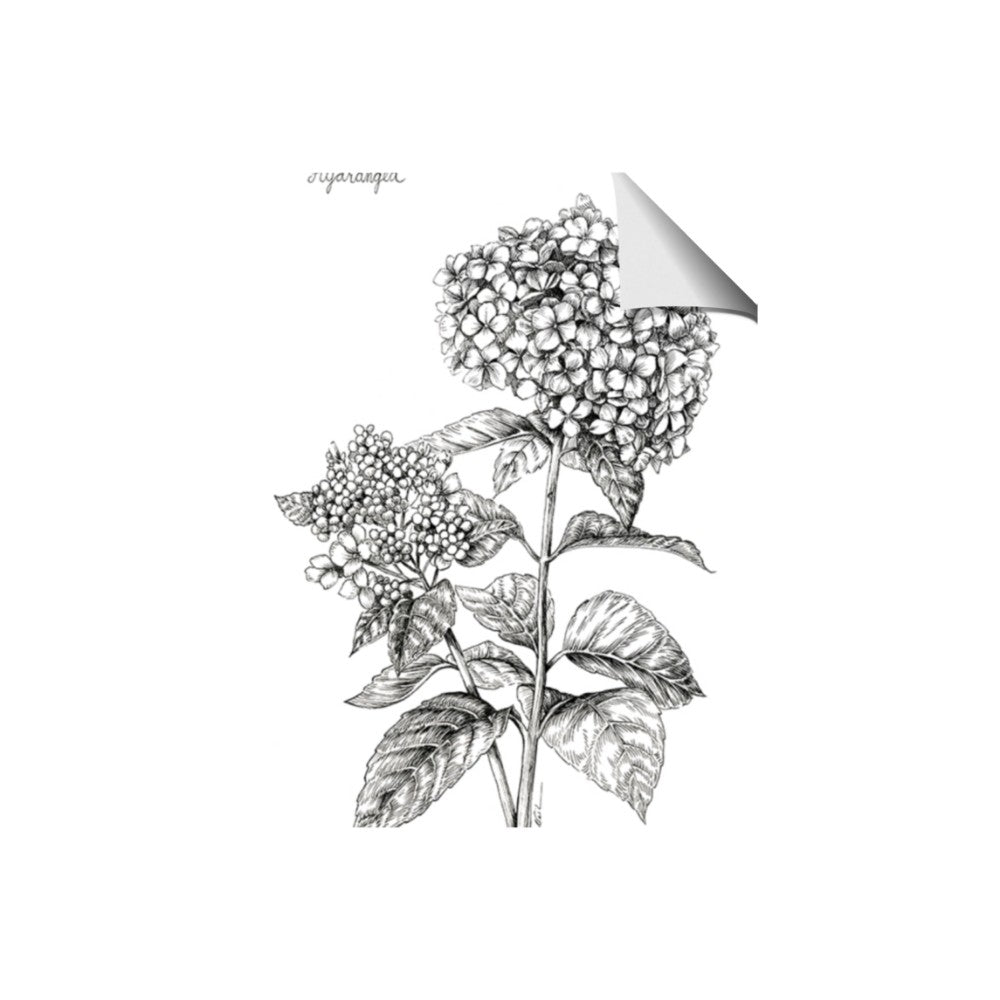 Hydrangea Sketch