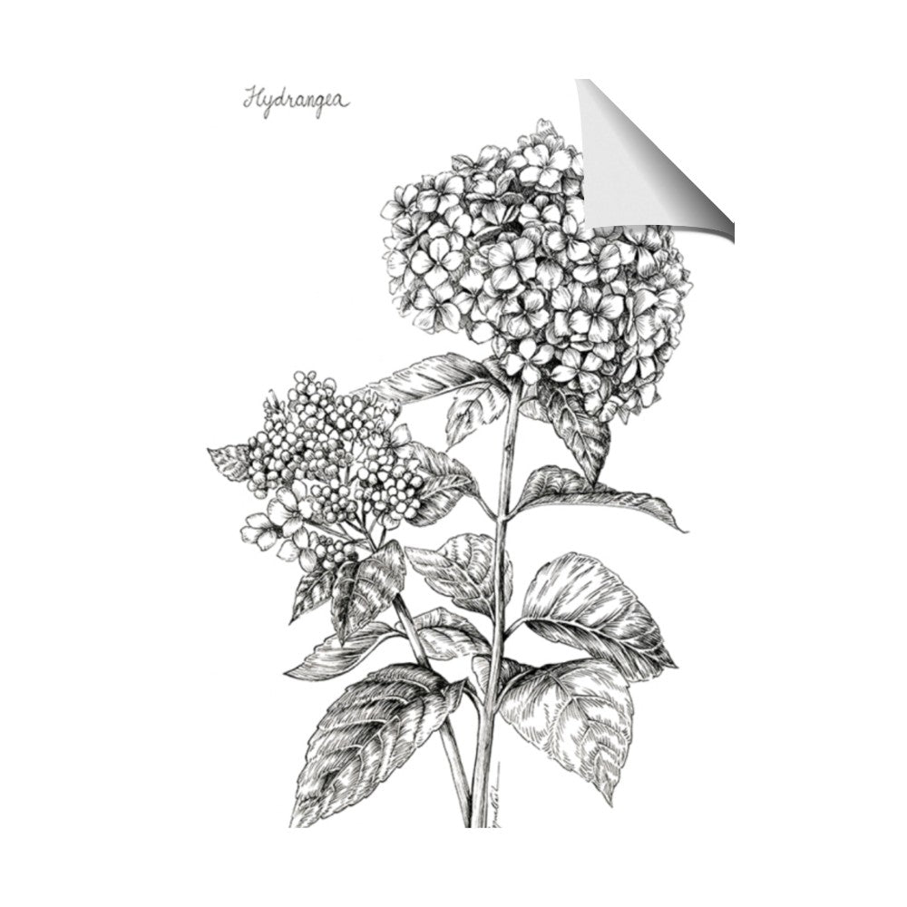Hydrangea Sketch
